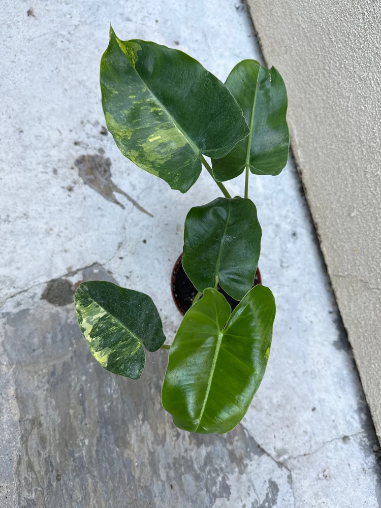 Philodendron Burle Marx Live Plant – Easy Care Tropical Houseplant for Indoor Decor - Image 2