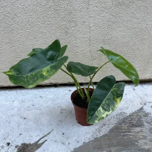 Philodendron Burle Marx Live Plant – Easy Care Tropical Houseplant for Indoor Decor - Image 3