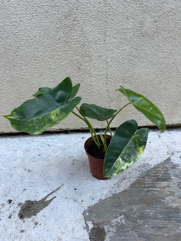 Philodendron Burle Marx Live Plant – Easy Care Tropical Houseplant for Indoor Decor - Image 3