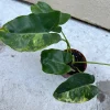 Philodendron Burle Marx Live Plant – Easy Care Tropical Houseplant for Indoor Decor - Image 1