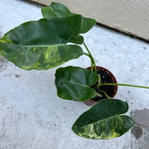 Philodendron Burle Marx Live Plant – Easy Care Tropical Houseplant for Indoor Decor - Image 1