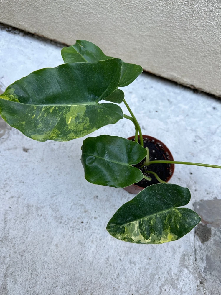 Philodendron Burle Marx Live Plant – Easy Care Tropical Houseplant for Indoor Decor - Image 1