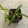 Philodendron Chinchamayense Live Plant - Rare Tropical Aroid Houseplant - Image 1