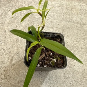 Philodendron Chinchamayense Live Plant – Rooted Aroid – Indoor Tropical Foliage - Image 2