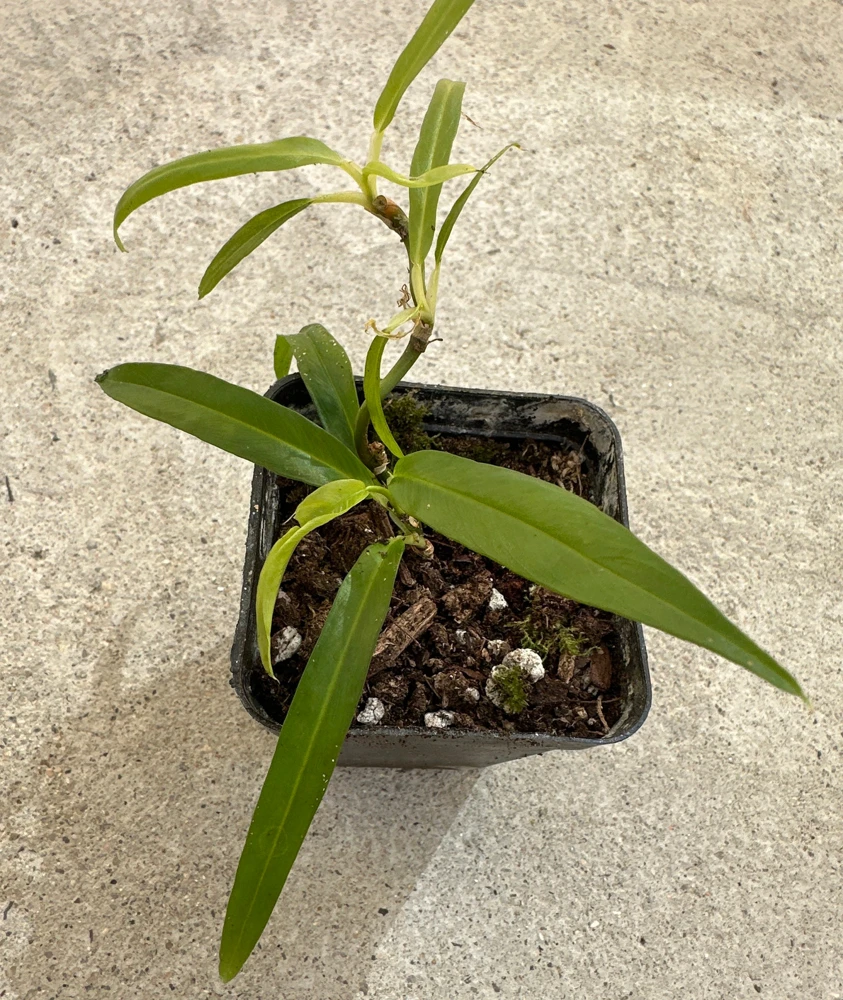 Philodendron Chinchamayense Live Plant – Rooted Aroid – Indoor Tropical Foliage - Image 2