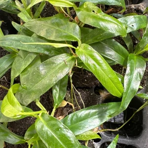 Philodendron Chinchamayense Live Plant – Rooted Aroid – Indoor Tropical Foliage - Image 3