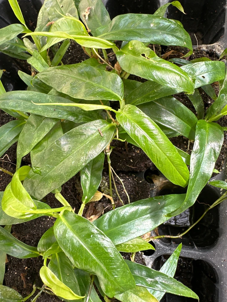 Philodendron Chinchamayense Live Plant – Rooted Aroid – Indoor Tropical Foliage - Image 3