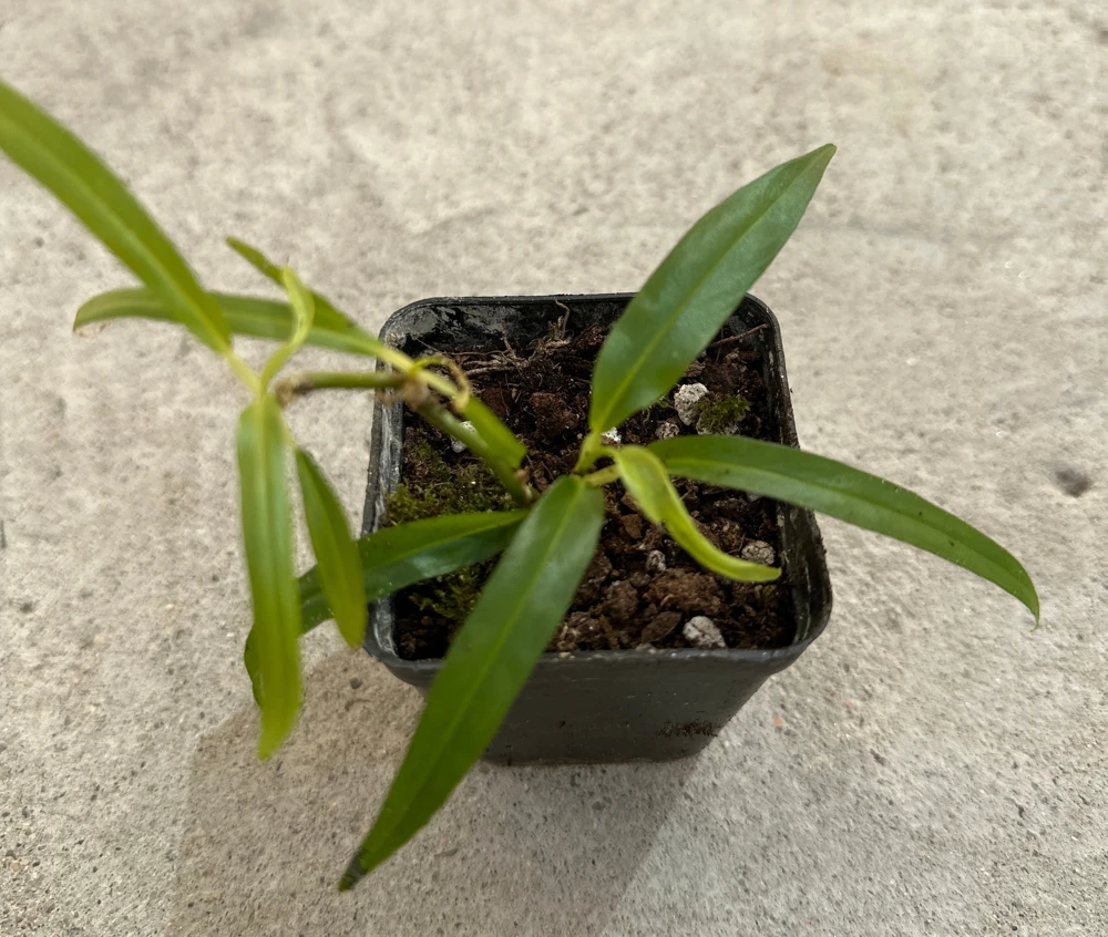Philodendron Chinchamayense Live Plant – Rooted Aroid – Indoor Tropical Foliage - Image 1