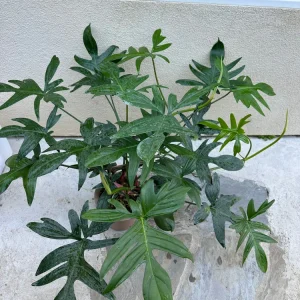 Philodendron Pedatum Cutting - Live Oak Leaf Houseplant for Propagation - Image 2