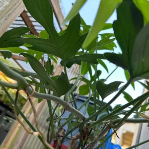 Philodendron Pedatum Cutting - Live Oak Leaf Houseplant for Propagation - Image 3