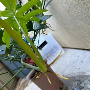 Philodendron Pedatum Cutting - Live Oak Leaf Houseplant for Propagation - Image 4