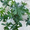 Philodendron Pedatum Cutting - Live Oak Leaf Houseplant for Propagation - Image 1