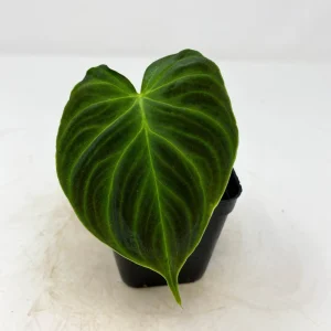 Philodendron Verrucosum Super Mini Red Back Live Plant Cutting - Image 2