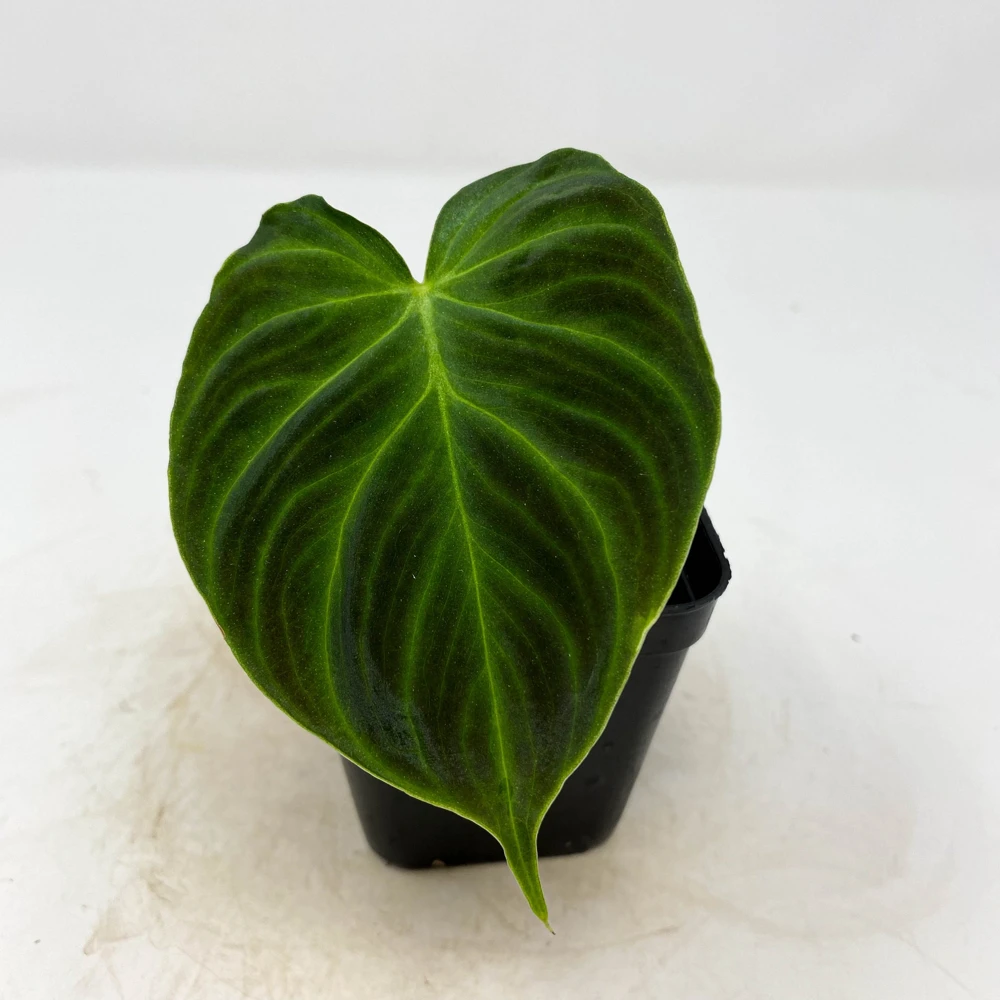 Philodendron Verrucosum Super Mini Red Back Live Plant Cutting - Image 2