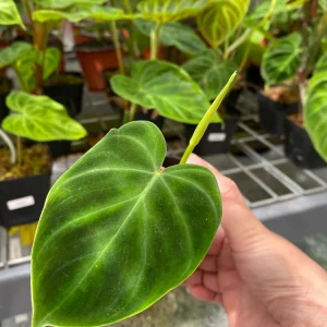 Philodendron Verrucosum Super Mini Red Back Live Plant Cutting - Image 3