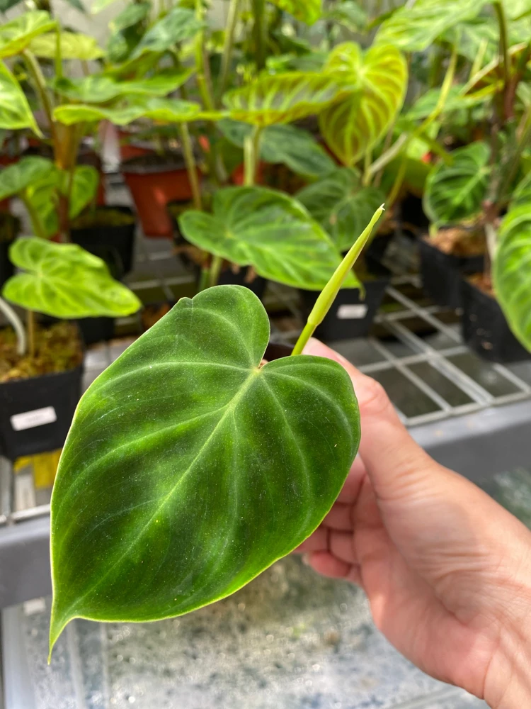 Philodendron Verrucosum Super Mini Red Back Live Plant Cutting - Image 3