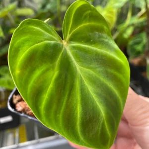 Philodendron Verrucosum Super Mini Red Back Live Plant Cutting - Image 4