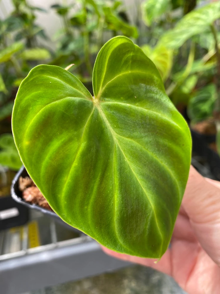 Philodendron Verrucosum Super Mini Red Back Live Plant Cutting - Image 4