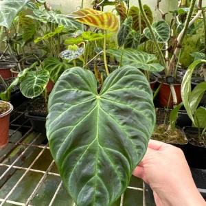 Philodendron Verrucosum Super Mini Red Back Live Plant Cutting - Image 5