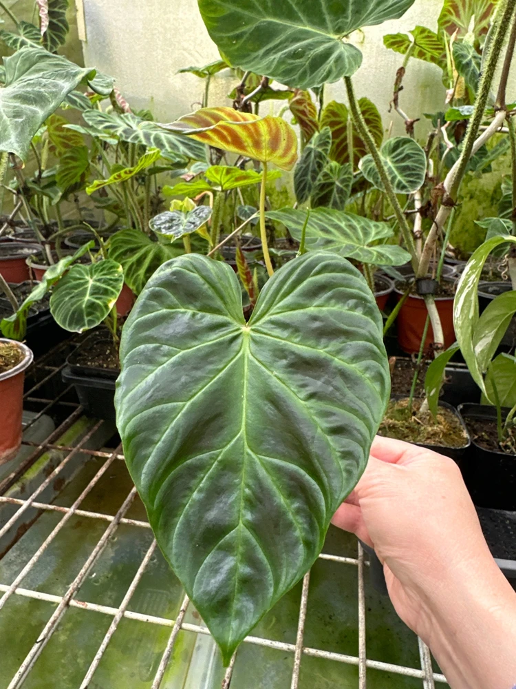 Philodendron Verrucosum Super Mini Red Back Live Plant Cutting - Image 5