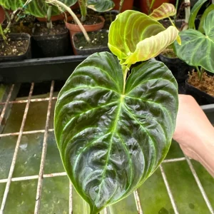 Philodendron Verrucosum Super Mini Red Back Live Plant Cutting - Image 6