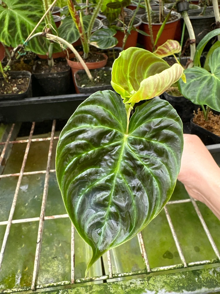 Philodendron Verrucosum Super Mini Red Back Live Plant Cutting - Image 6