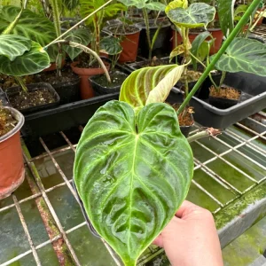 Philodendron Verrucosum Super Mini Red Back Live Plant Cutting - Image 7