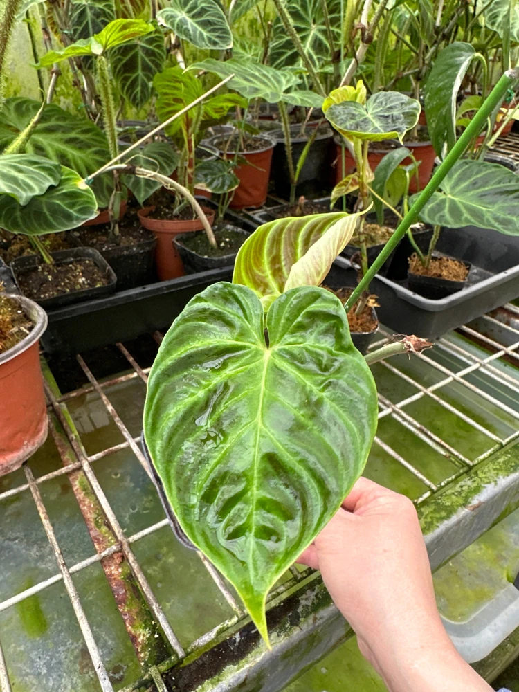 Philodendron Verrucosum Super Mini Red Back Live Plant Cutting - Image 7
