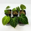 Philodendron Verrucosum Super Mini Red Back Live Plant Cutting - Image 1