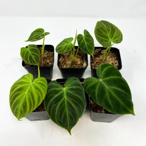 Philodendron Verrucosum Super Mini Red Back Live Plant Cutting - Image 1