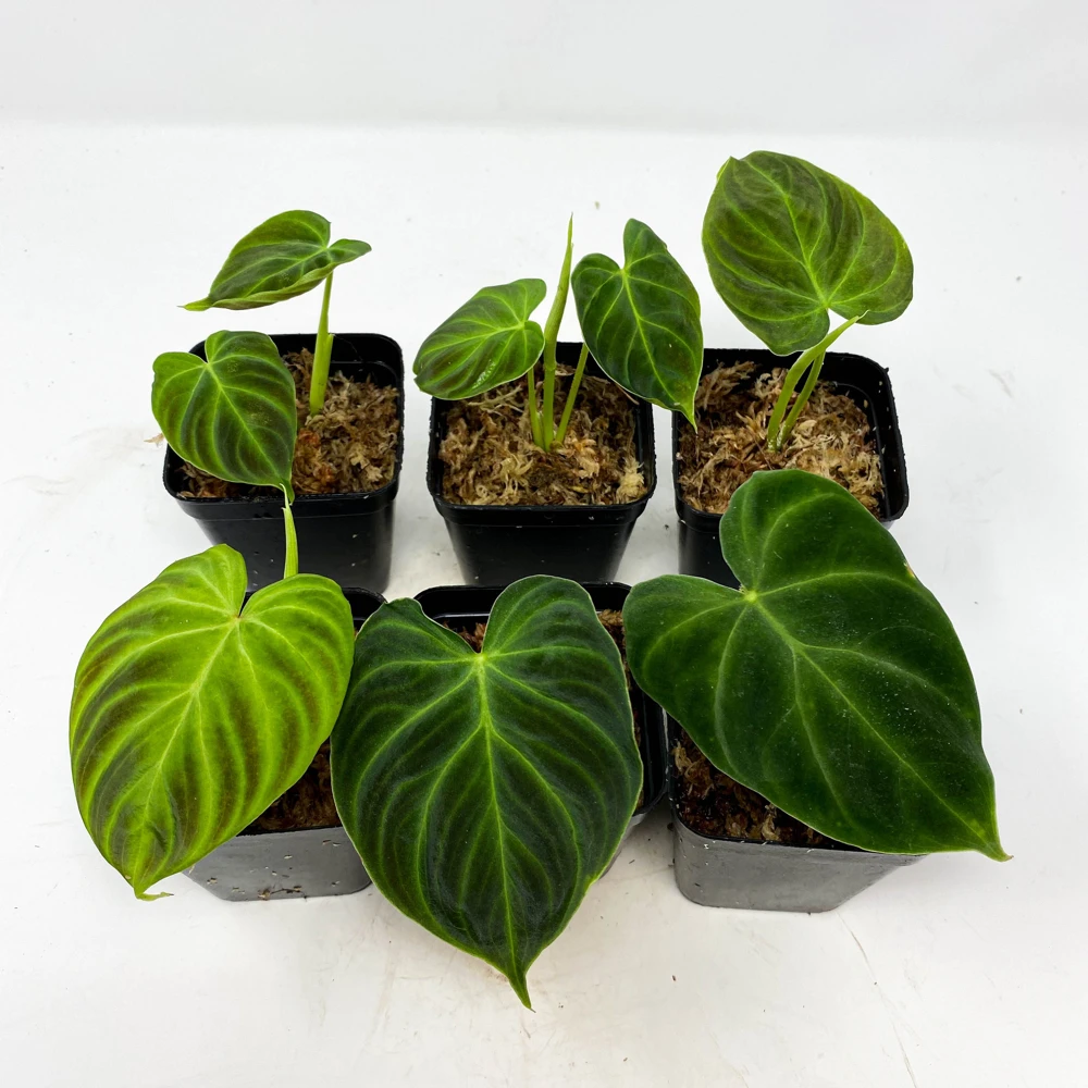 Philodendron Verrucosum Super Mini Red Back Live Plant Cutting - Image 1