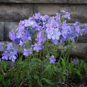Phlox 'Blue Moon' Woodland Phlox Live Plant – Native Shade Groundcover – Zones 4-8 - Image 2