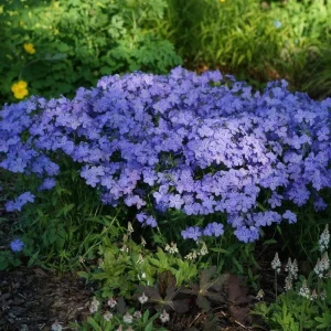 Phlox 'Blue Moon' Woodland Phlox Live Plant – Native Shade Groundcover – Zones 4-8 - Image 3
