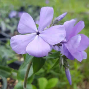 Phlox 'Blue Moon' Woodland Phlox Live Plant – Native Shade Groundcover – Zones 4-8 - Image 4
