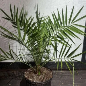 Phoenix Sylvestris Palm – Live Plant – Cold Hardy – 3 Gallon Container – Outdoor Tree - Image 2