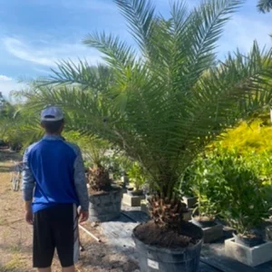 Phoenix Sylvestris Palm – Live Plant – Cold Hardy – 3 Gallon Container – Outdoor Tree - Image 3