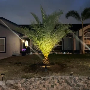 Phoenix Sylvestris Palm – Live Plant – Cold Hardy – 3 Gallon Container – Outdoor Tree - Image 4