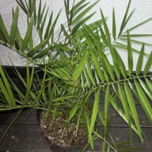 Phoenix Sylvestris Palm – Live Plant – Cold Hardy – 3 Gallon Container – Outdoor Tree - Image 5