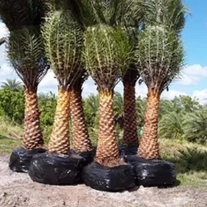 Phoenix Sylvestris Palm – Live Plant – Cold Hardy – 3 Gallon Container – Outdoor Tree - Image 6