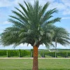 Phoenix Sylvestris Palm – Live Plant – Cold Hardy – 3 Gallon Container – Outdoor Tree - Image 1