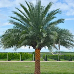Phoenix Sylvestris Palm – Live Plant – Cold Hardy – 3 Gallon Container – Outdoor Tree - Image 1