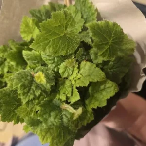 Piggyback Plant Live Houseplant - Tolmiea Menziesii - 4
