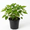 Piggyback Plant Live Houseplant - Tolmiea Menziesii - 4" Pot - Easy Care Indoor Foliage - Image 1