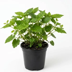 Piggyback Plant Live Houseplant - Tolmiea Menziesii - 4