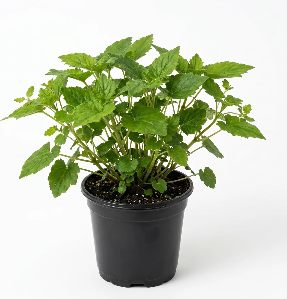 Piggyback Plant Live Houseplant - Tolmiea Menziesii - 4" Pot - Easy Care Indoor Foliage - Image 1