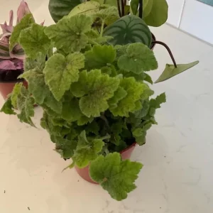 Piggyback Plant Live Houseplant - Tolmiea Menziesii - 4