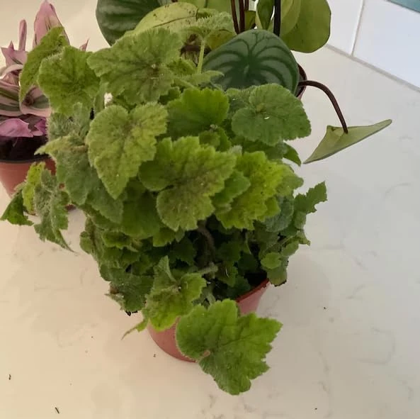 Piggyback Plant Live Houseplant - Tolmiea Menziesii - 4" Pot - Easy Care Indoor Foliage - Image 4
