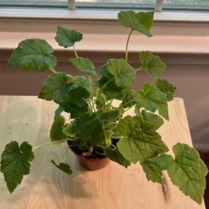 Piggyback Plant Live Houseplant - Tolmiea Menziesii - 4