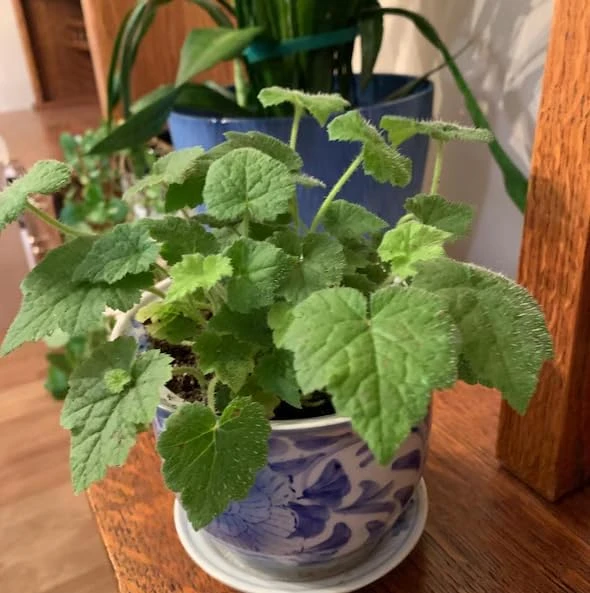 Piggyback Plant Live Houseplant - Tolmiea Menziesii - 4" Pot - Easy Care Indoor Foliage - Image 6