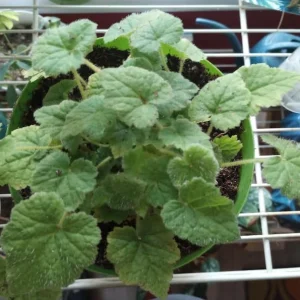 Piggyback Plant Live Houseplant - Tolmiea Menziesii - 4